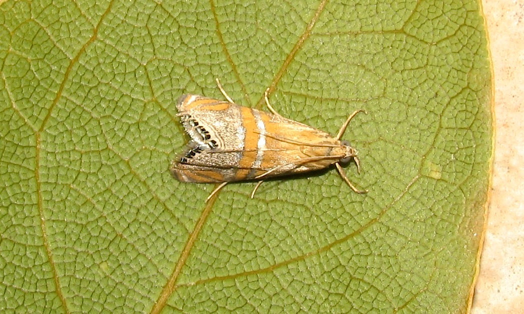 Identificazione falena 32